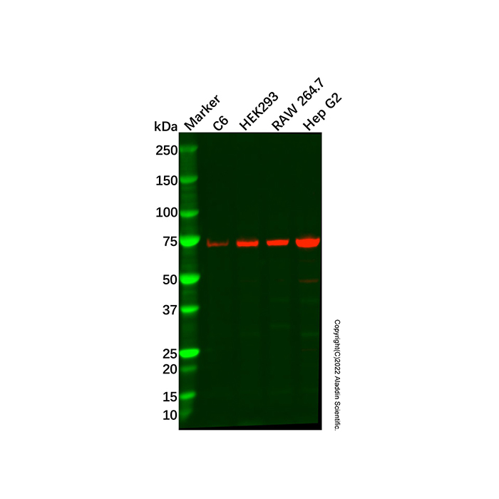 Recombinant METTL3 Antibody,重组, ExactAb™, 已验证, 见COA,阿拉丁