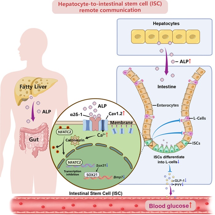 BMG LABTECH多功能酶标仪文献分享,川大团队发表在Cell Metabolism (IF 30.9) “Hepatocyte-to-intestinal stem cell remote communication regulates blood glucose homeostasis” 报告