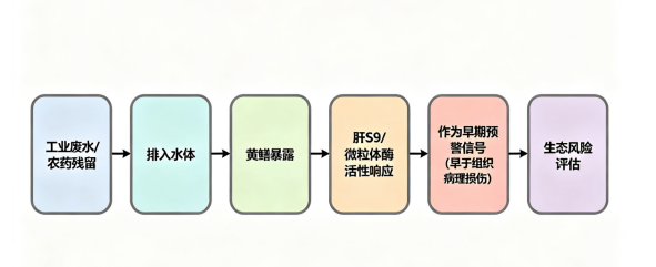 黄鳝 2.png