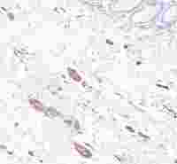 p75 NGF Receptor Recombinant Rabbit mAb,PBS Only (SDT-055-42)