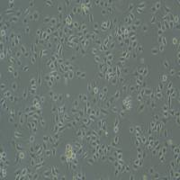 人急性髓系白血病细胞UCSD-AML1细胞