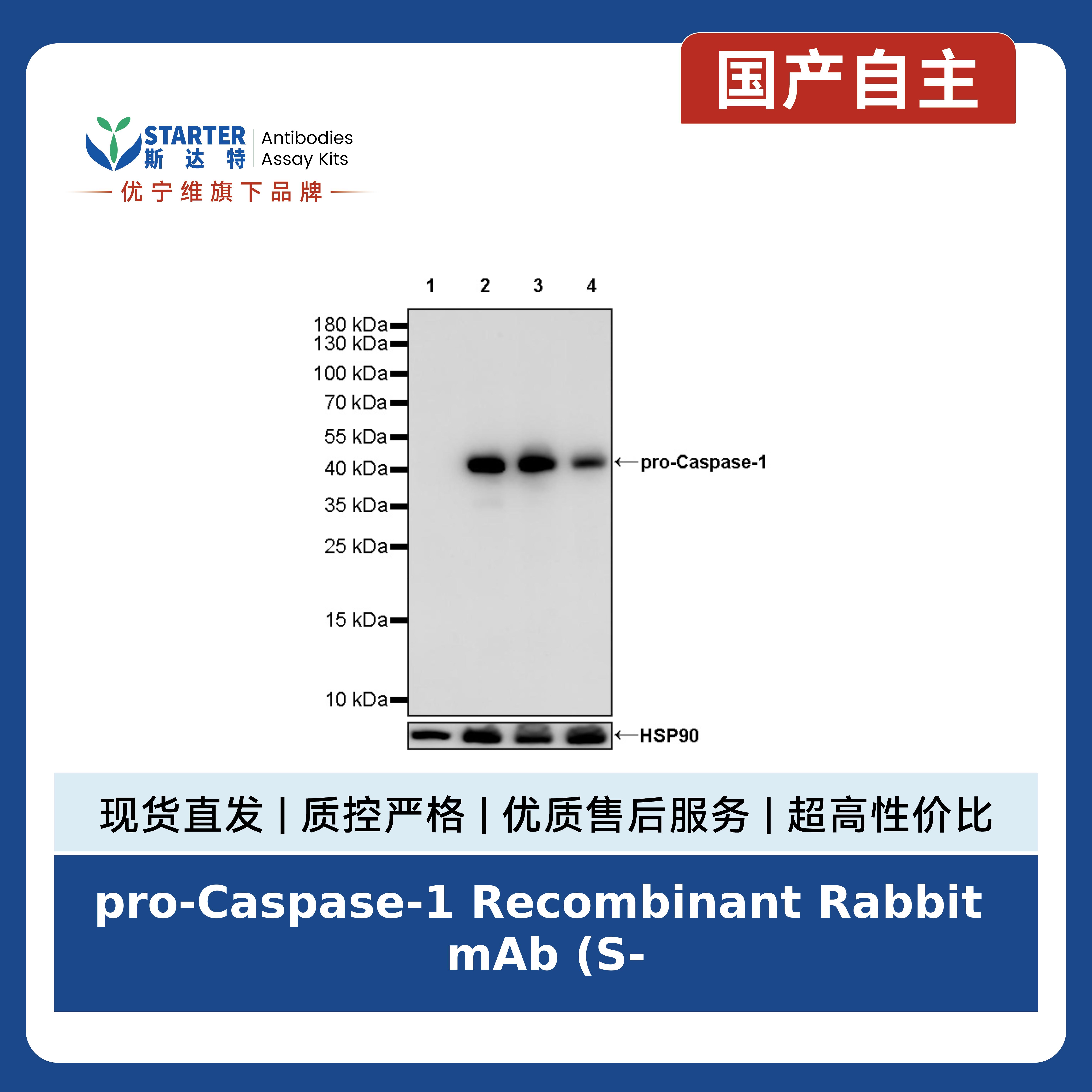 pro-Caspase-1 Recombinant Rabbit mAb (S-2677-22)产品图