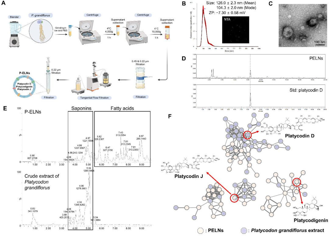 Asian J Pharm Sci （IF：12.6） | 从肺损伤到肥胖：桔梗外泌体的“平台化”代谢调控能力再获验证！