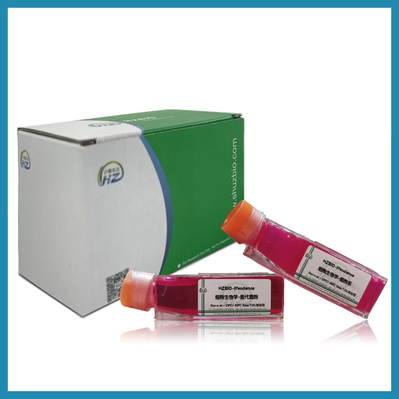 143B-GFP(人骨肉瘤细胞(GFP标记))产品图