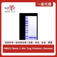 NRG1 Beta 1 His Tag Protein, Human
