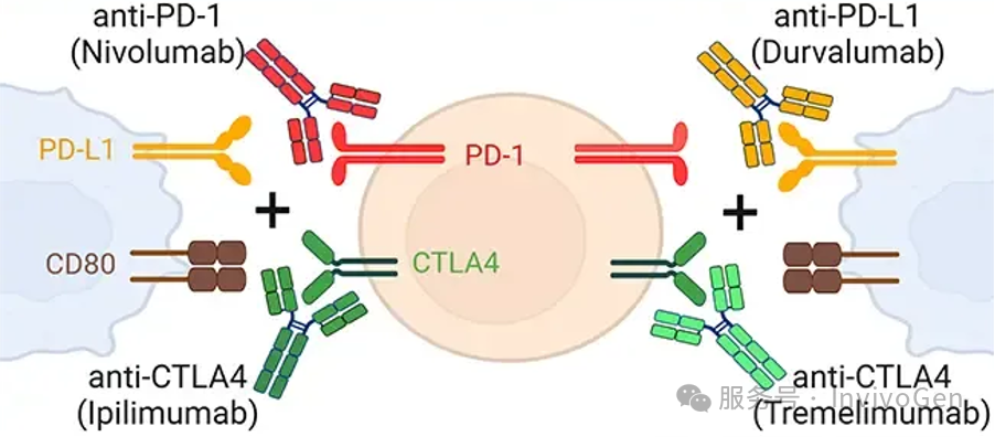 超越PD-1/PD-L1阻断:改进抗体疗法 超越PD-1/PD-L1阻断:改进抗体疗法