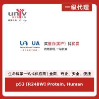 p53 [R248W] Protein, Human