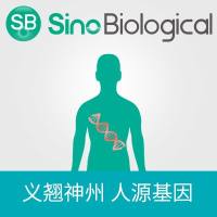 人LRMDA表达质粒,C-His
