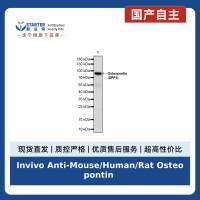 Invivo Anti-Mouse/Human/Rat Osteopontin (SPP1) Recombinant mAb