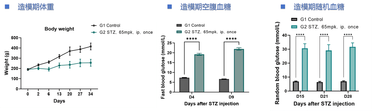 糖尿病为什么让神经短路？从大鼠模型看痛觉信号的放大真相