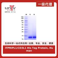 ITPRIPL1/CD3L1 His Tag Protein, Human