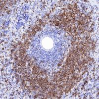 S-RMab® CD20 Recombinant Rabbit mAb,PBS Only (SDT-R133)