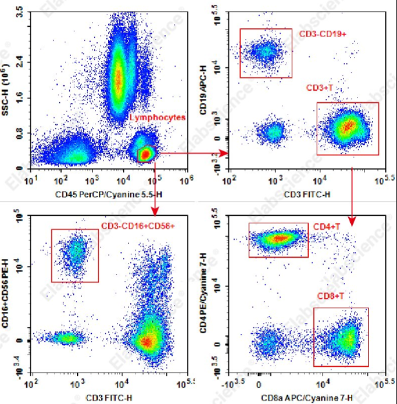 Elabscience六色荧光标记抗体，人TBNK细胞分型检测解决方案