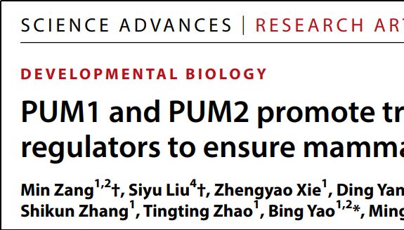 【精子里的“翻译加速器”】：PUM蛋白在睾丸里如何重编程精子发生？
