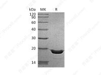TNF-α/TNFA/TNFSF2 (N-6His), Human, Recombinant