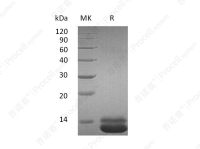 GRO-α/CXCL1 (C-6His), Human, Recombinant
