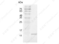 IL-2/TCGF/Aldesleukin, Swine, Recombinant