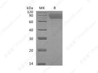 TPO/THPO (N, C-6His), Human, Recombinant