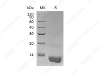GRO-γ/CXCL3 (N-6His), Human, Recombinant