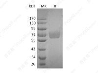 IL-4Rα/CD124 (C-Fc), Human, Recombinant