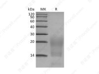 TNFRSF17/BCMA/CD269 (C-6His), Human, Recombinant