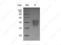 IL-22 (C-6His), Human, Recombinant