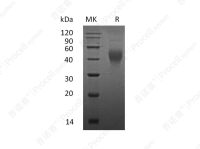 M-CSF/CSF1, Mouse, Recombinant