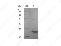 IL-33/IL-1F11, Human, Recombinant