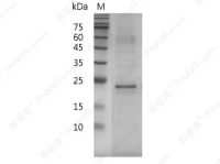 IL-17A/CTLA-8, Mouse, Recombinant