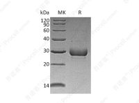 Noggin/NOG (N-8His-Flag), Human, Recombinant