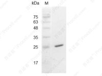 IL-30/IL-27/IL27-A, Mouse, Recombinant