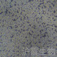 MOLT-4（人急性淋巴母细胞白血病细胞）