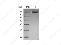 EGFR/ErbB1/HER1 (C-Fc), Human, Recombinant
