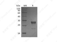 FGF-7/KGF (C-6His), Human, Recombinant