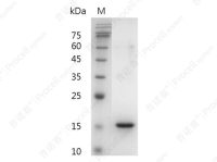 Flt-3 Ligand/FL/FLG3L/FLT3L, Human, Recombinant