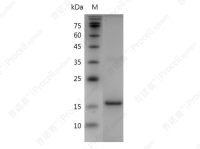 IL-24/MDA-7, Human, Recombinant
