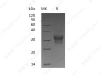 IFN-λ1/IL-29 (C-10His), Human, Recombinant