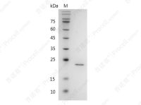 FGF-3/HBGF-3/INT2, Human, Recombinant