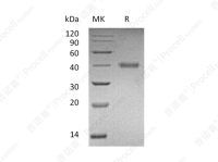 R-spondin 1/RSPO1, Human, Recombinant