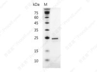 FGF-20/FGFK, Human, Recombinant