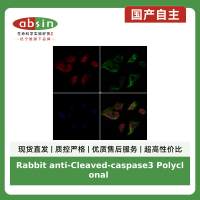 Rabbit anti-Cleaved-caspase3 Polyclonal Antibody