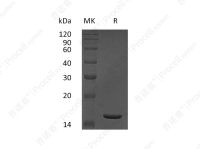 TNF-α/ TNFA/ TNFSF2, Human, Recombinant