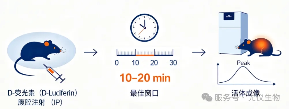 小动物活体成像实验中常见问题及解决方案