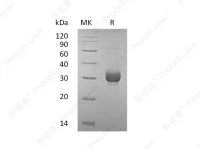 Noggin/NOG (C-6His), Mouse, Recombinant