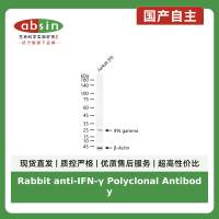 Rabbit anti-IFN-γ Polyclonal Antibody