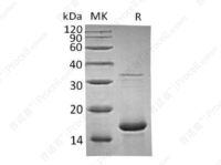 FGF-1/FGFa/FGF-acidic (Ala2-Asp155), Human, Recombinant