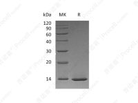 β-NGF/NGF/NGFB/NGF-β, Human, Recombinant