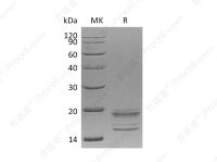 IL-17A/F (C-6His), Human, Recombinant