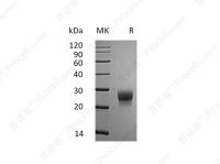 G-CSF/CSF3 (C-6His), Mouse, Recombinant