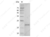 IL-38/IL1F10, Mouse, Recombinant